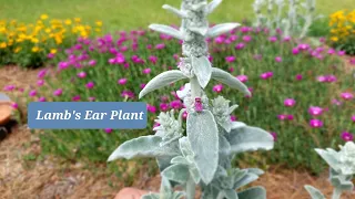 Why you should plant Lamb's Ear!