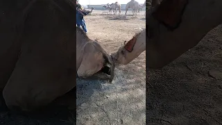 Camel Meeting Mode