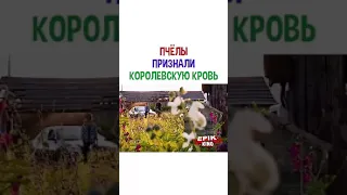 ПЧЁЛЫ ПРИЗНАЛИ КОРОЛЕВСКУЮ КРОВЬ