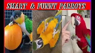 Smart And Funny Parrots Parrot Talking Videos Compilation #10 Super Parrots360p