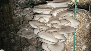 Mayam mushrooms esingchaibagi video  leijare