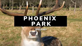 Phoenix Park | Deer in Phoenix Park | Dublin | Ireland | Dublin Ireland | Phoenix Park Dublin