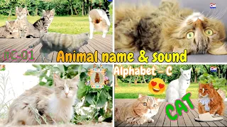 Animals name and sound - Learning Alphabet Animal - C ( Cat ) - Pet Animals