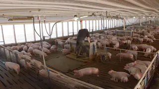 Full Day of Pig Work