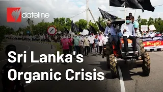 How did Sri Lanka's organic dream turn into chaos? | Full Episode | SBS Dateline