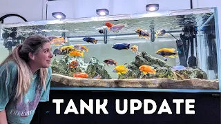 What's killing my African Cichlids? Update on my Two Tanks