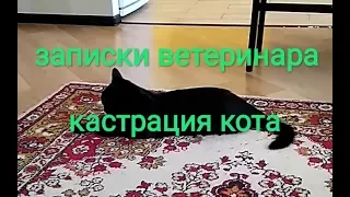 Записки ветеринара. Кастрация кота.