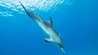 Friendly wild dolphin is the star of this movie (filmed in The Bahamas, 2020)