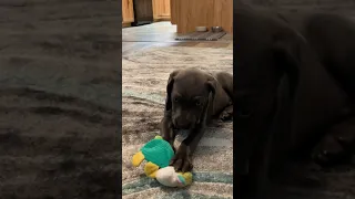 TINY puppy BIG ATTITUDE!!! BALOO the WEIM #SHORTS BALOO the Weimaraner