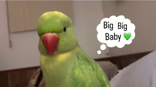Ringneck Parrot Ricco Talking and Being Silly
