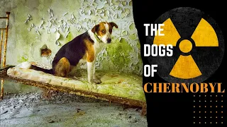 চেরনোবিলের পরিত্যক্ত কুকুর / / Chernobyl created rarest dogs of the world