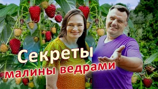 Малина: как ВАМ увеличить урожай