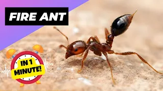 Fire Ant - In 1 Minute! 🐜 One Of The Most Dangerous Insects In The World | 1 Minute Animals