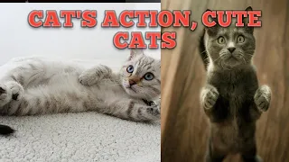 Baby Cats - Cute & Funny Cats Videos Compilation