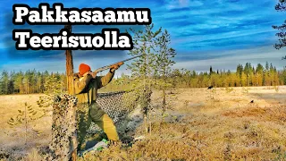 Teeren metsästystä houkutuskuvilla!