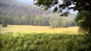 Three Ravens Flying - Slow Motion Too