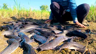 wOW! Amazing Fishing-a fisherwoman a lots of catch catfish at grass field, catch by hand skills