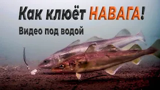 Как клюёт навага. Подводная съёмка наваги подо льдом на реке Найба на Сахалине.