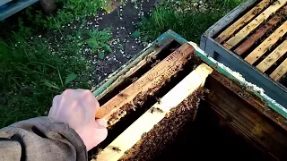 Beekeeping from scratch - Rasplod