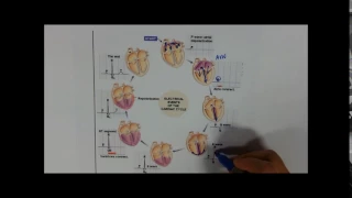 Cardiac cycle ECG