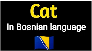 How To Say "Cat" In Bosnian language . 🇧🇦