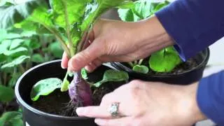 Growing Vegetables in Space