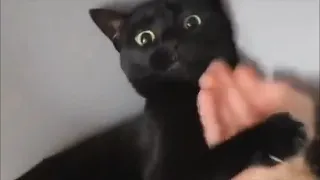 Kung fu Hand pranks on Cats / Tik Tok compilation 2020 🐱‍👤