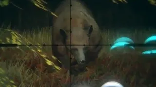 Harvest 2 Black Bears with 0.270 caliber rifle & earn a Quick kill Bonus COTW