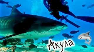 Дайвинг с тигровыми акулами , Diving with tiger sharks