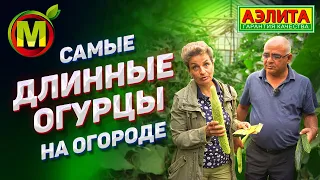 Огурцы Салатные Деликатесы –  Длинноплодные Сорта Огурцов