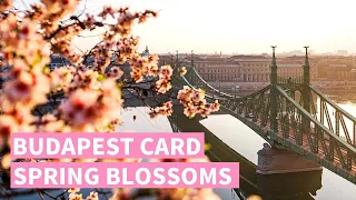 Spring Blossoms Budapest 🌸