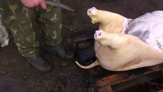 Лучший способ разделки домашней свиньи
