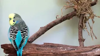 Happy Budgie singing and talking for the camera he pretends not to see