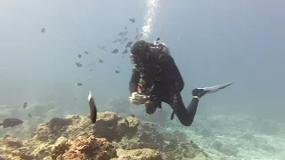 Filitheyo 2022 scuba dive