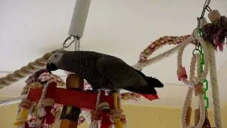 African Grey parrot alarm call.....a most unpleasant sound!