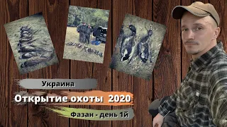 Открытие охоты на фазана 2020. День  - 1й. Охота на фазана в Украине 2020.