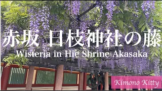 [4K]日枝神社の藤の花満開 Wisteria at Hie Shrine in Akasaka, Tokyo