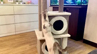 ИГРУШКА ДЛЯ КОШКИ Thai cat  КОГТЕТОЧКА НА ЗАКАЗ 😻. ТАЙСКИЙ КОТЕНОК ЦЕЛЕСТИНА ТАЙСКАЯ ЛЕГЕНДА 😽