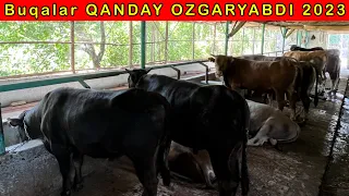 12-ta BUQALARIM QANDAY OZGARYABDI