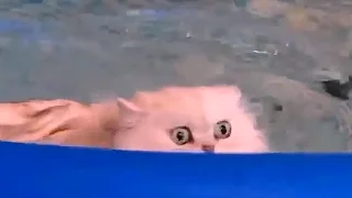 Funny Compilation. Cats are swimming in the swimming-pool. Katzen schwimmen. Кот любит плавать.