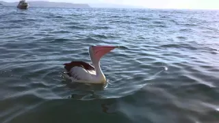 Pelican eating fish - slow motion