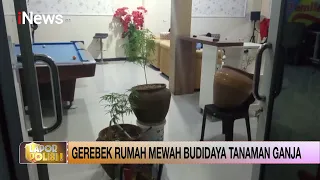 Polisi Gerebek Rumah Mewah Tempat Tanam Ganja di Gowa, Sulawesi Selatan