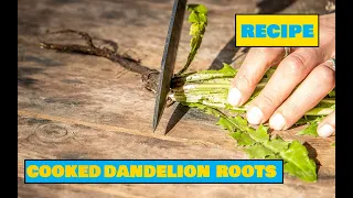 How to Cook Dandelion Roots – Easy Outdoors Cooking