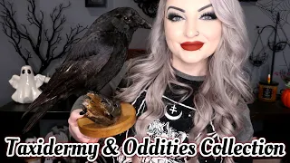 My Updated Taxidermy & Oddities Collection - LunaLily 2024