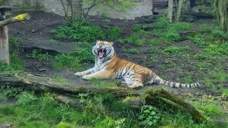 Roar of a Siberian Tiger from Prague Zoo