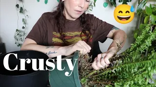 fixing up a crusty fern! 😆 I'm not sure it looks any better afterwards lol