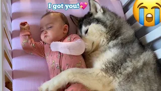 Scared Baby Refuses To Sleep In Her BIG Bed Without Her Husky!!😭. [CUTEST VIDEO EVER!!]