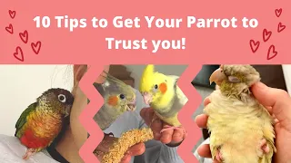 10 Tips to Get Your Parrot to Trust You! 💙 | Bonding & Taming | BirdNerdSophie