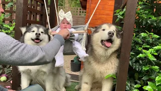 Giant Dogs Are Baby's Best Friends Forever (And The Fluffy Cat Too!)