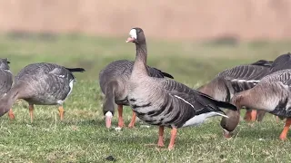 Oie rieuse, White Fronted Goose, Anser albifrons, Klemskerke, B, janvier 2024